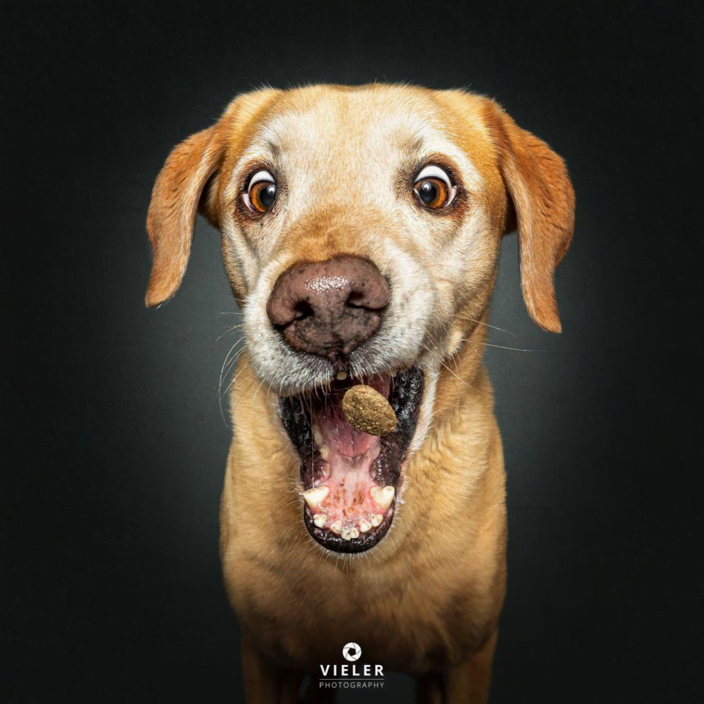 Christian Vieler’s Treat-catching Dog Portraits Can Make Your Day!