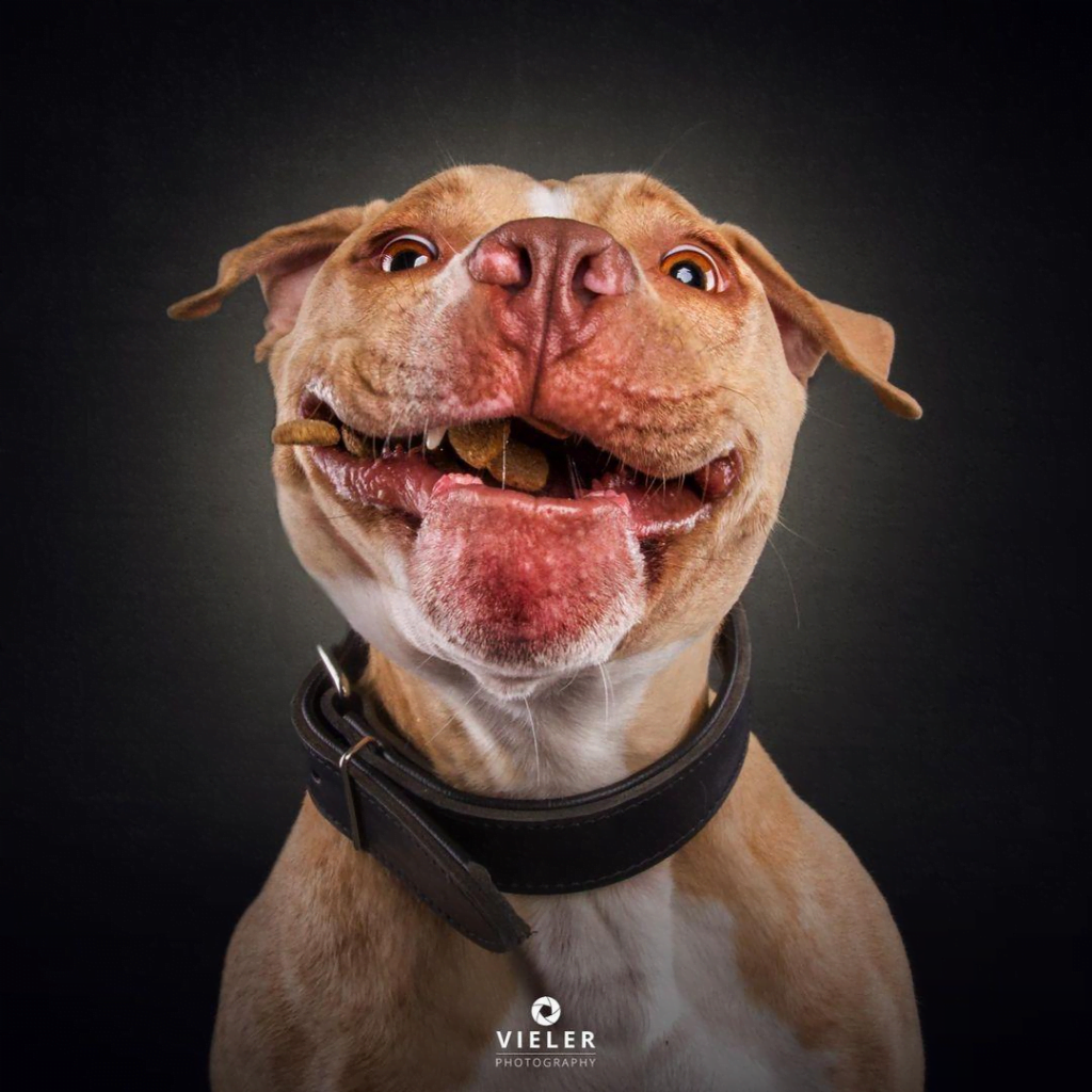 Christian Vieler’s Treat-catching Dog Portraits Can Make Your Day!