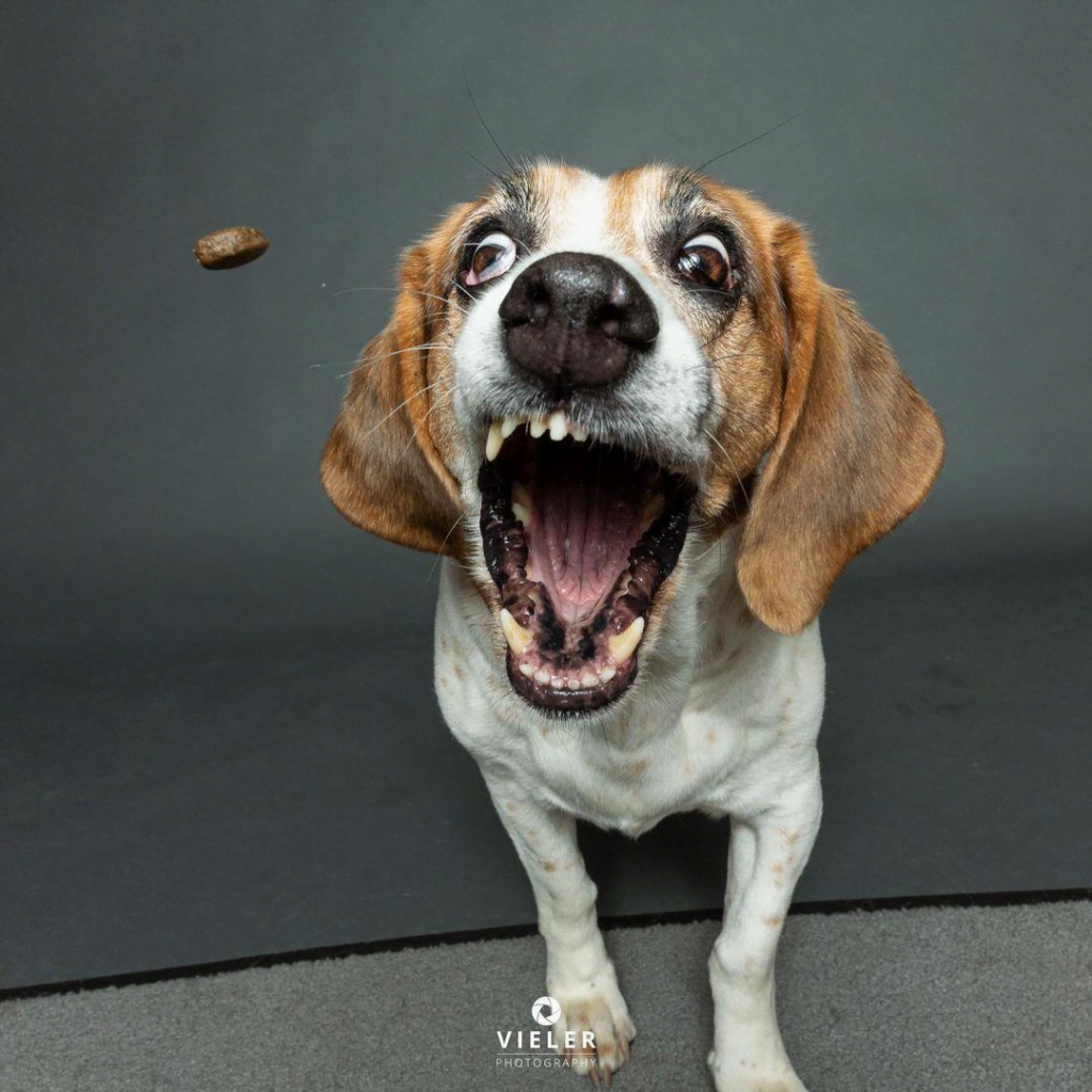 Christian Vieler’s Treat-catching Dog Portraits Can Make Your Day!