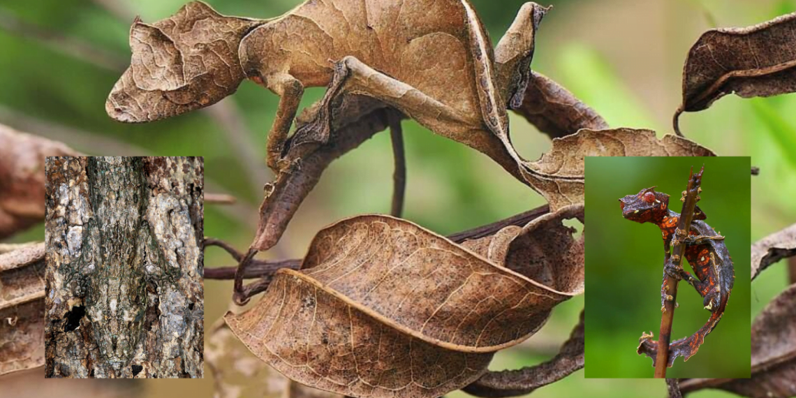 Leaf Gecko's Incredible Camouflage