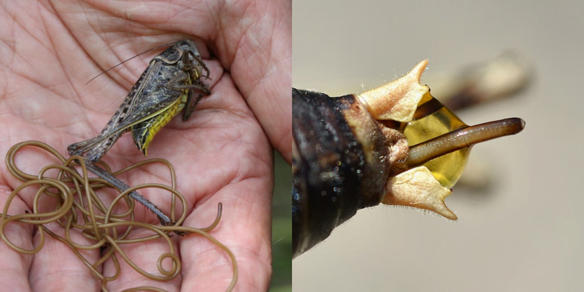 Nature’s Puppeteers: How Horsehair Worms Control Their Insect Hosts