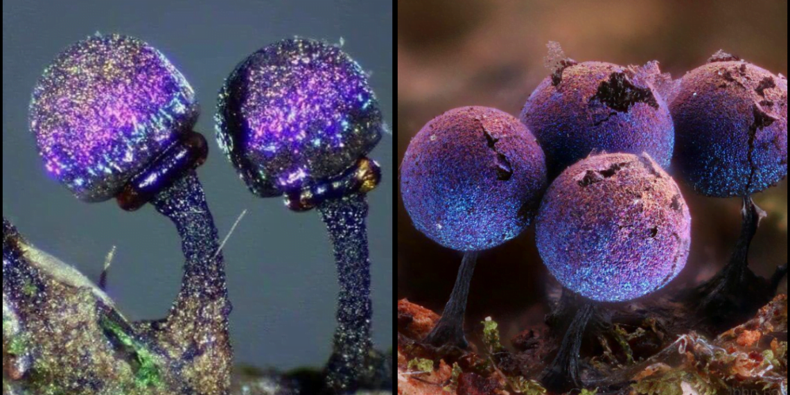 Amethyst mushrooms