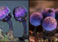 Amethyst mushrooms