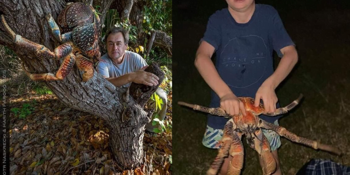 Giants of the Land: Exploring the Fascinating World of Coconut Crabs