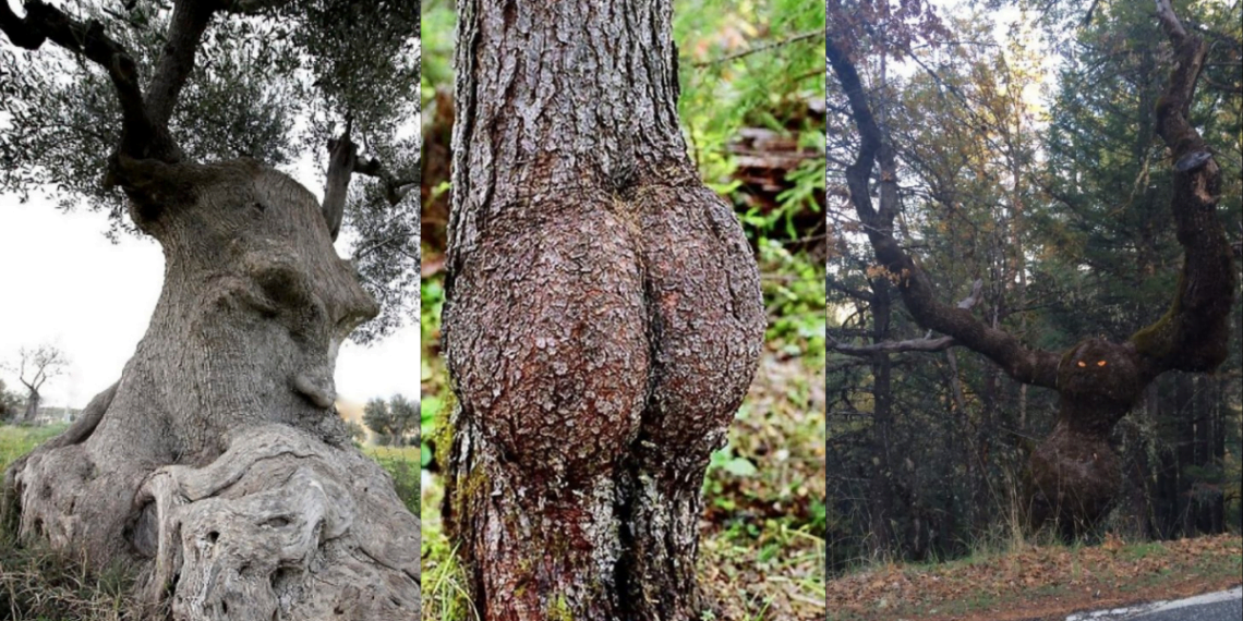 World's Most Unique Trees