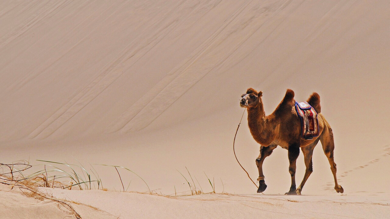 Masters of the Sands: Unveiling the Desert Survival Secrets of Camels