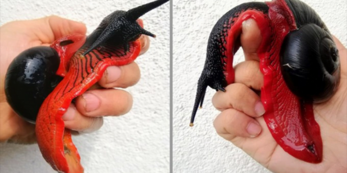 Malaysian Fire Snail