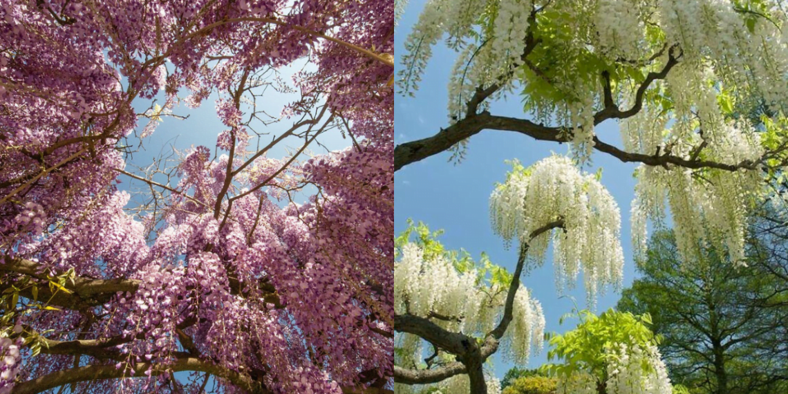 The Purple Beauty: Discovering the Charm of Wisteria Floribunda.