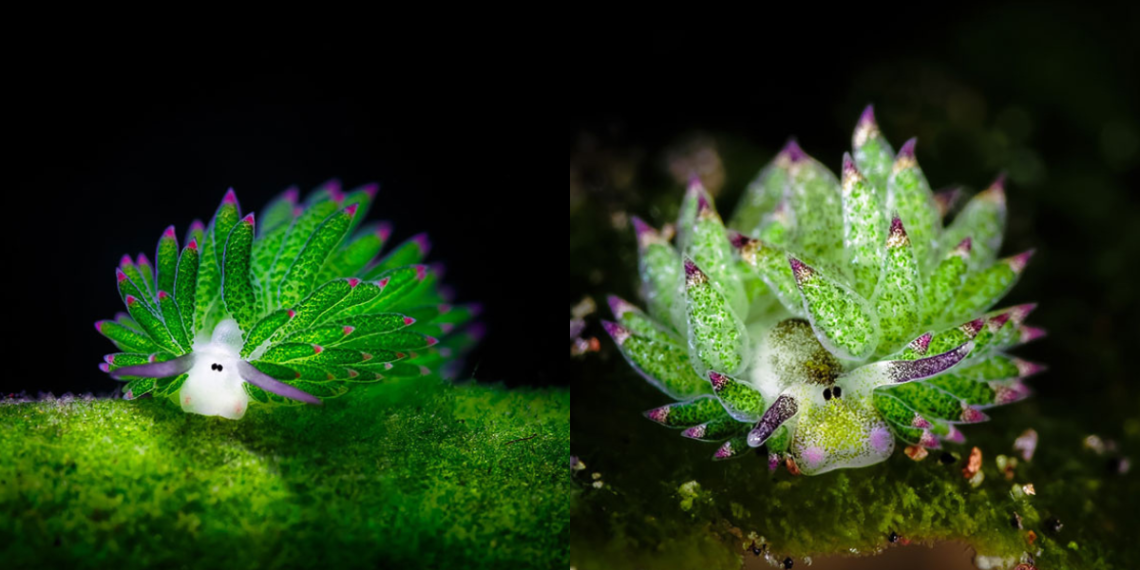 Leaf Sheep: The Adorable Sea Slugs You Won't Believe Are Real