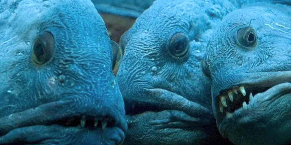 Atlantic Wolffish