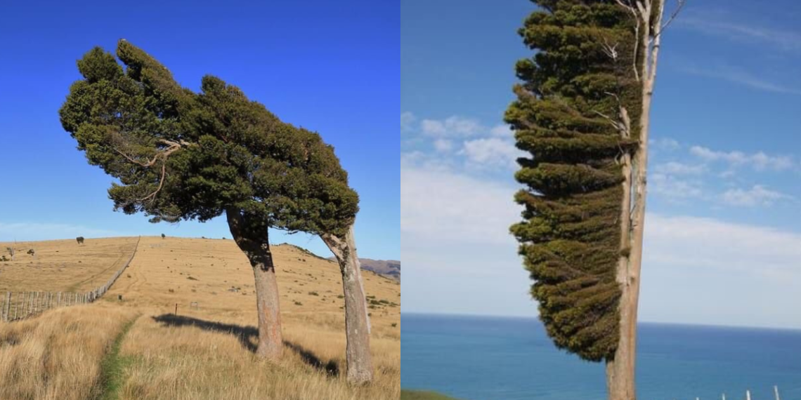 the bleak moors of Banks Peninsula in New Zealand