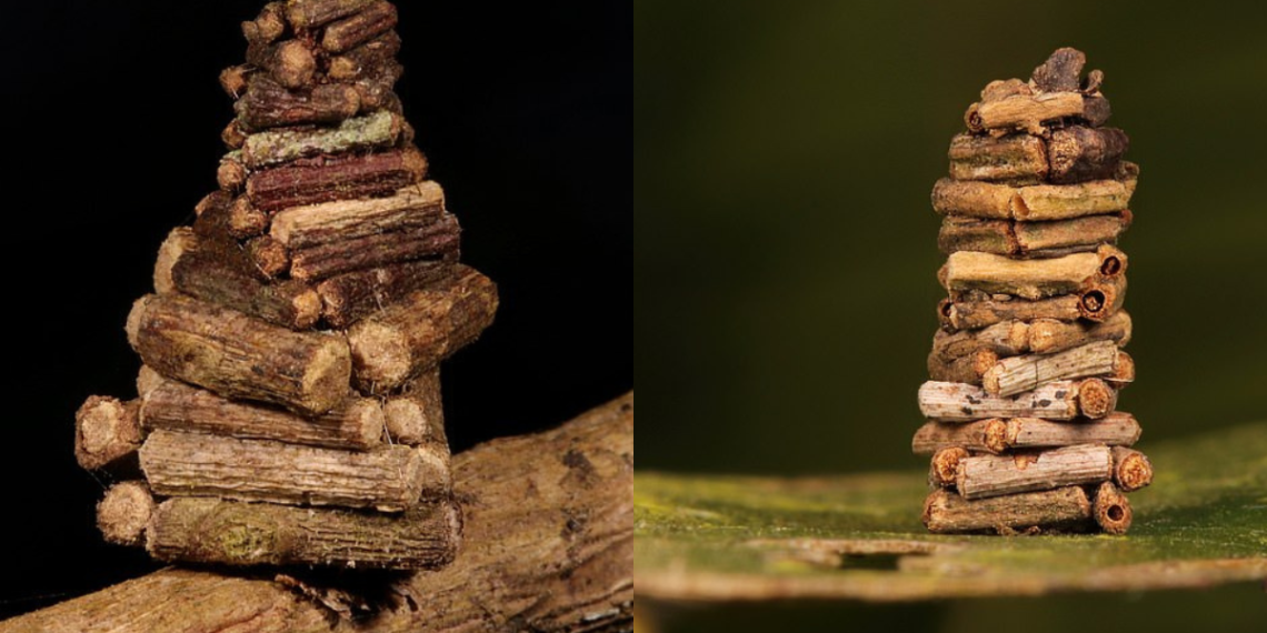 Bagworm Moth Caterpillar