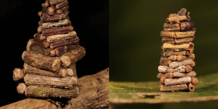 The Bagworm Moth Caterpillar That Has NOT Ever Seen By Many Of You