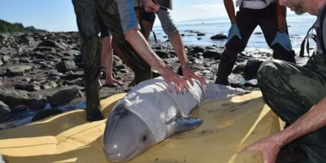 Kids Save a Baby Beluga Whale That Washed Up on Shore