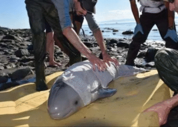 Kids Save a Baby Beluga Whale That Washed Up on Shore