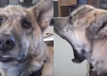 Over 200 Million People Have Watched Viral Talking Dog Video on YouTube