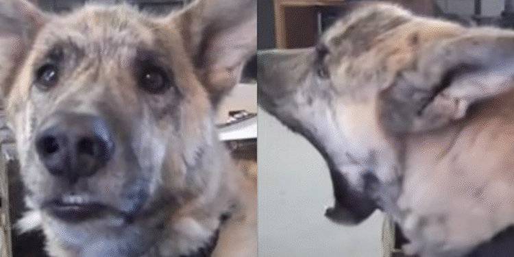 Over 200 Million People Have Watched Viral Talking Dog Video on YouTube