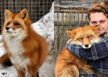 A Wild Fox Saved from a Fur Farm Becomes a Loyal Companion to His Rescuer