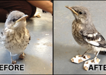 Tiny Mockingbird with Deformed Feet Healed by Custom-Made Shoes at California Wildlife Center