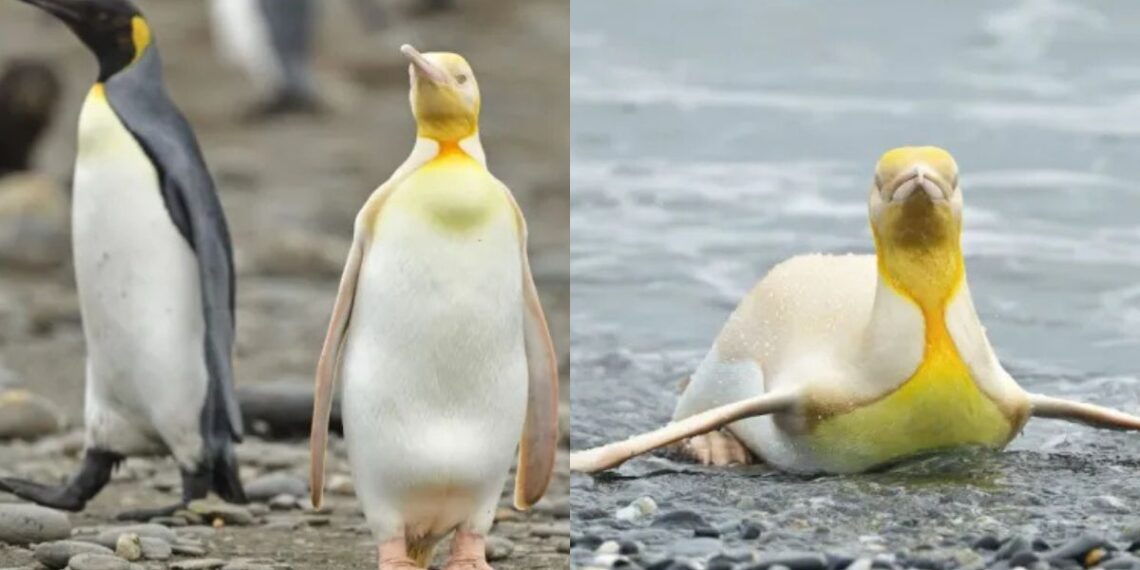 A Photographer Captures Stunning Images of a Yellow Penguin