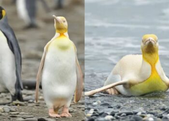 A Photographer Captures Stunning Images of a Yellow Penguin