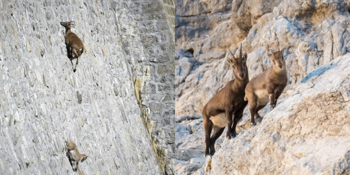 Alpine Ibex