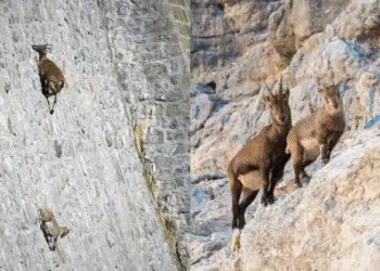 The Alpine Ibex: Nature’s Extraordinary Climbers