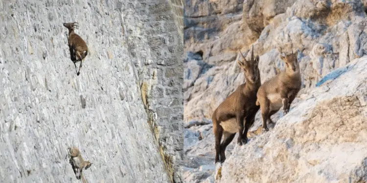 The Alpine Ibex: Nature’s Extraordinary Climbers