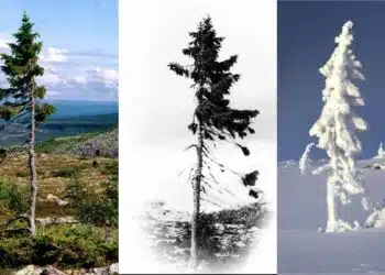 Discover the 9,500-Year-Old Tree in Sweden: The World’s Oldest Living Tree.