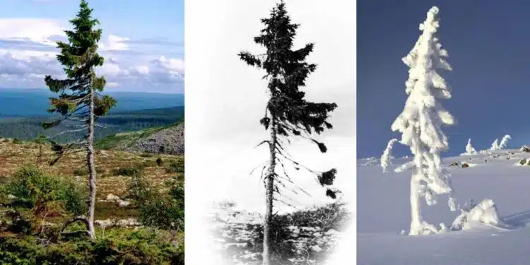 Discover the 9,500-Year-Old Tree in Sweden: The World’s Oldest Living Tree.