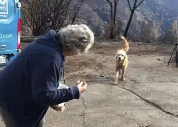 Dog’s Loyalty Shines Through After Fire, Waits for Owner’s Return