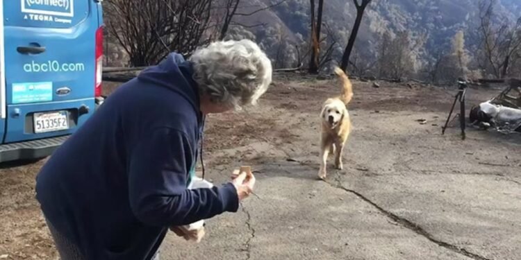 Dog’s Loyalty Shines Through After Fire, Waits for Owner’s Return