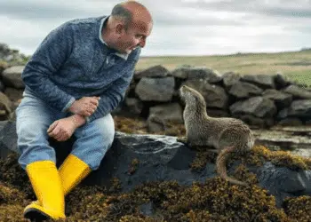 The Heartwarming Bond Between a Wild Otter and a Man from the Shetland Islands