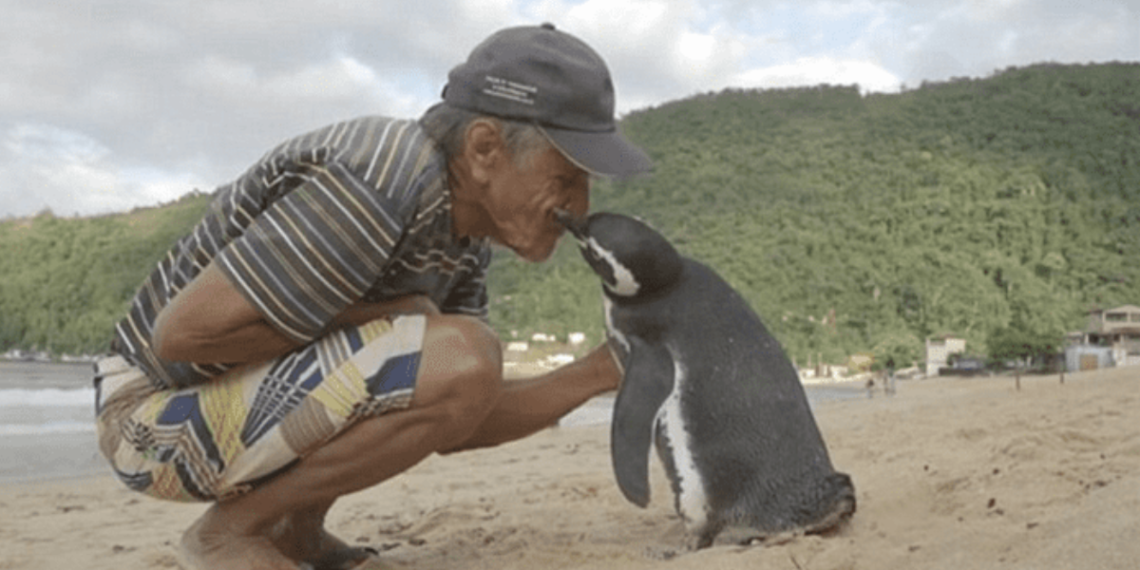 The Story of Dindim The Penguin Who Returns to His Human Friend Every Year