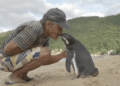 The Story of Dindim The Penguin Who Returns to His Human Friend Every Year