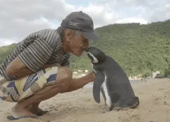 The Story of Dindim: The Penguin Who Returns to His Human Friend Every Year