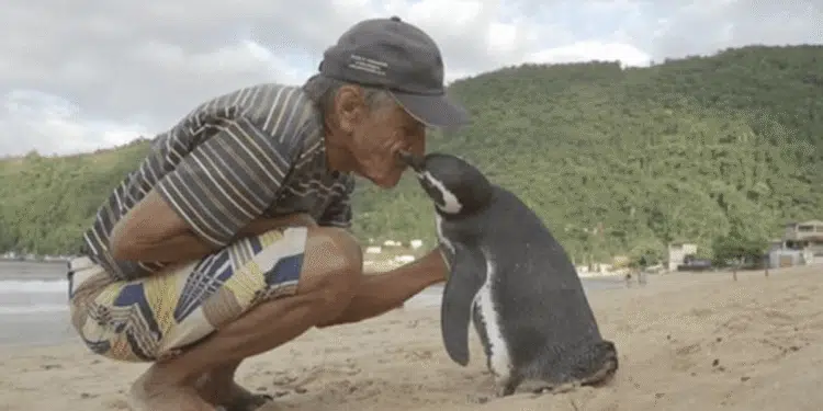 The Story of Dindim: The Penguin Who Returns to His Human Friend Every Year