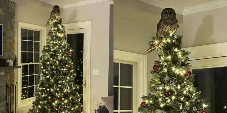 Virginia Family Gets Surprising Holiday Visitor as Owl Lands on Christmas Tree