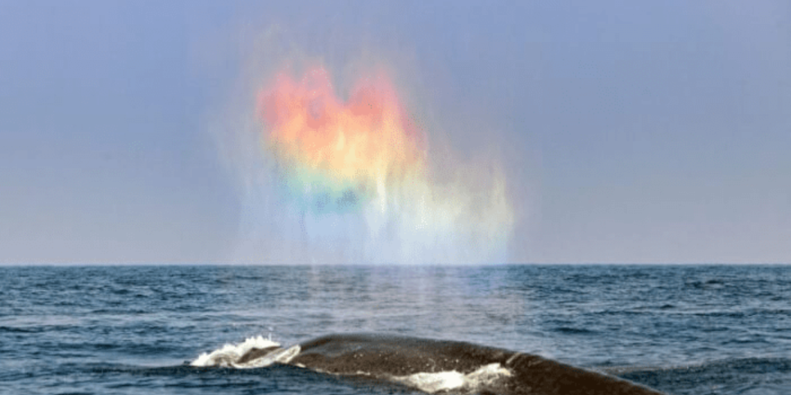 Witness The Incredible Moment a Blue Whale Creates a Rainbow Heart