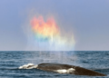 Witness The Incredible Moment a Blue Whale Creates a Rainbow Heart