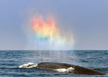 Witness The Incredible Moment a Blue Whale Creates a Rainbow Heart