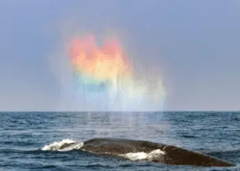 A Breathtaking Moment: Blue Whale Creates a Rainbow Heart in the Ocean
