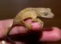 When a Lizard Shows Up in Your Home – What It Could Mean