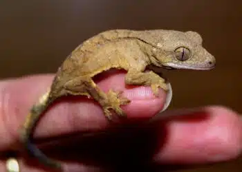 When a Lizard Shows Up in Your Home – What It Could Mean